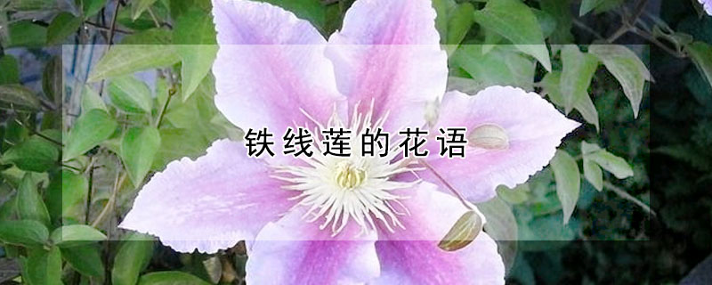 鐵線蓮的花語