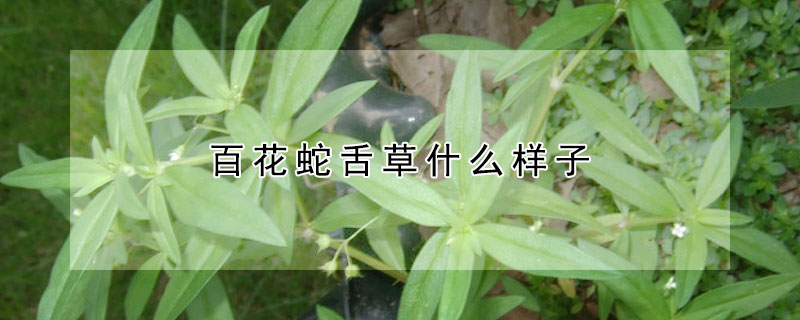 百花蛇舌草什么樣子