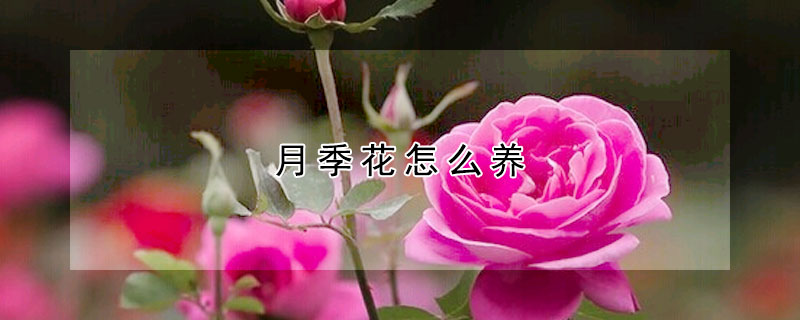 月季花怎么養(yǎng)