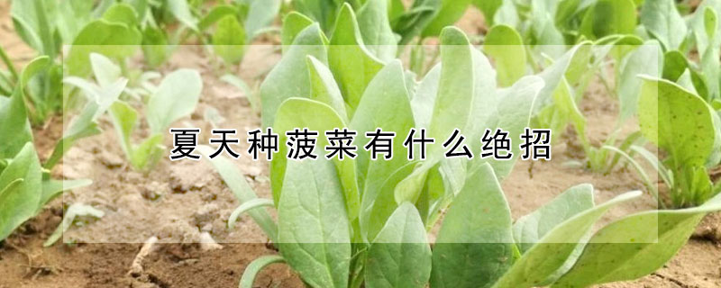 夏天種菠菜有什么絕招