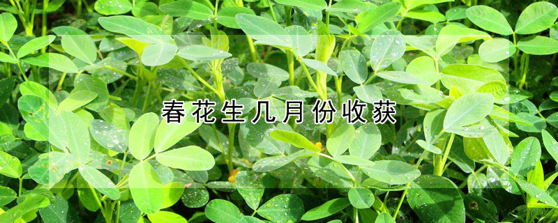 春花生幾月份收獲