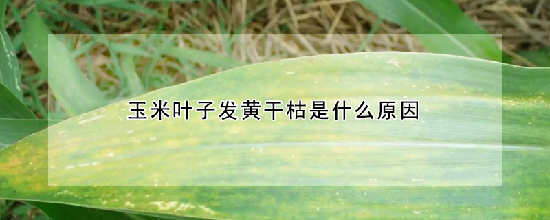 玉米葉子發(fā)黃干枯是什么原因