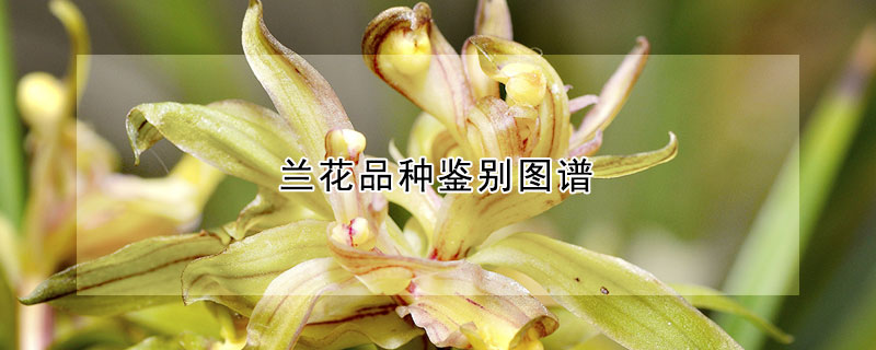 蘭花品種鑒別圖譜