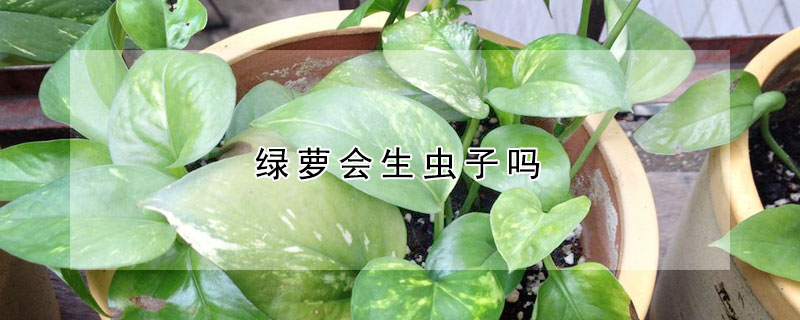 綠蘿會(huì)生蟲子嗎