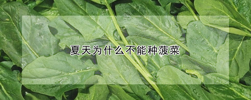 夏天為什么不能種菠菜