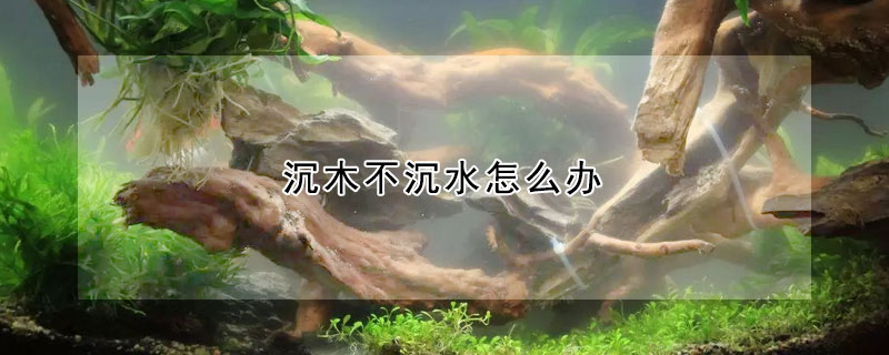 沉木不沉水怎么辦