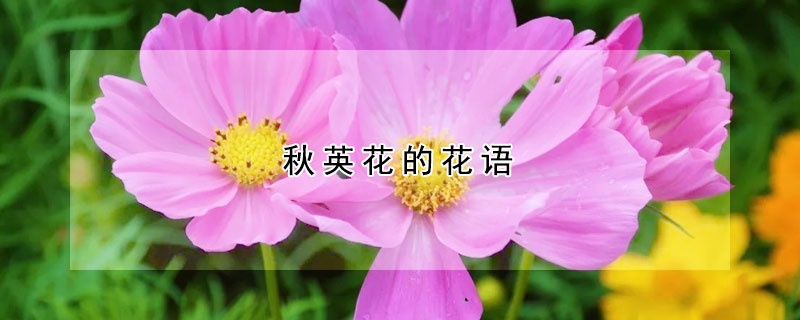 秋英花的花語