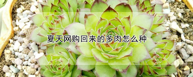 夏天網(wǎng)購回來的多肉怎么種