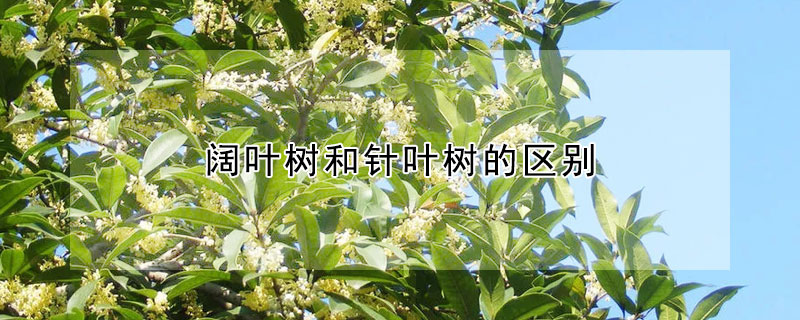 闊葉樹和針葉樹的區(qū)別