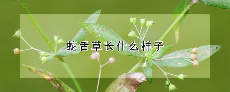 蛇舌草長(zhǎng)什么樣子