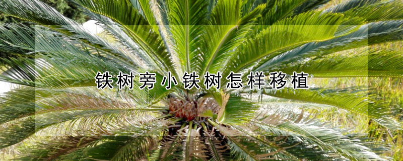 鐵樹旁小鐵樹怎樣移植