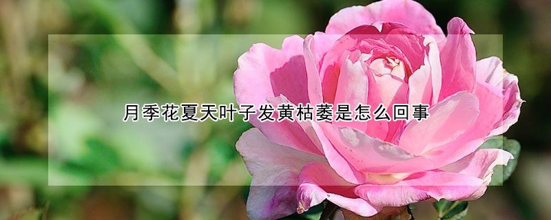 月季花夏天葉子發黃枯萎是怎么回事