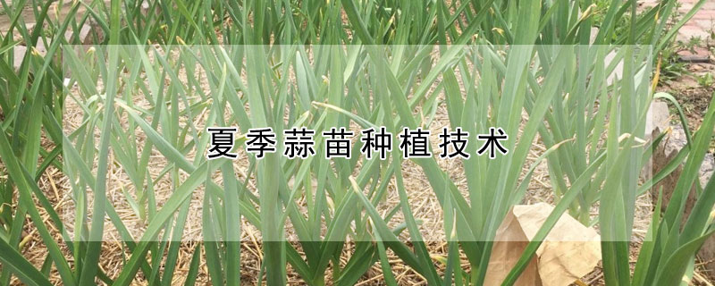 夏季蒜苗種植技術(shù)