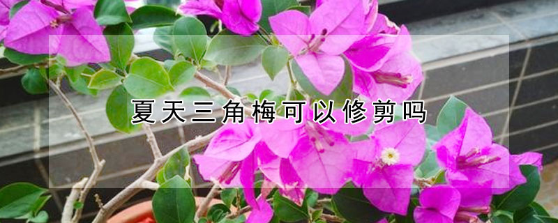 夏天三角梅可以修剪嗎