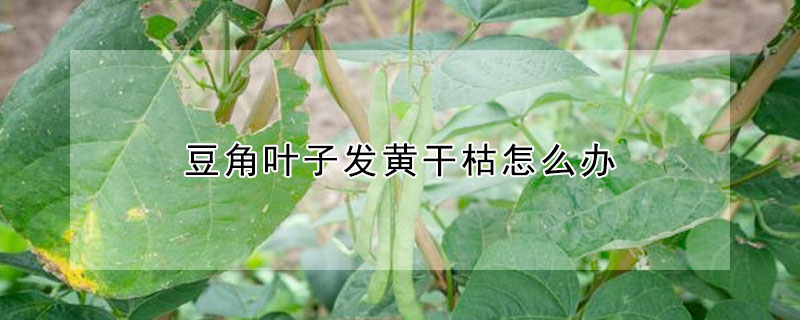 豆角葉子發黃干枯怎么辦