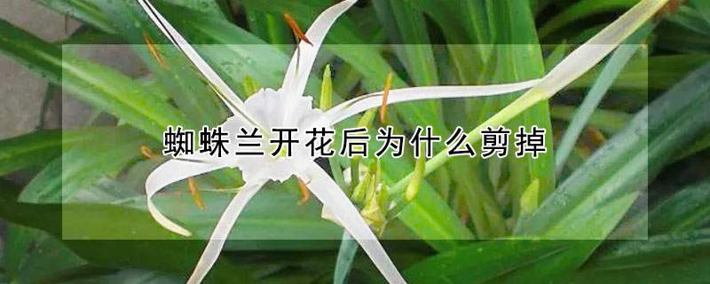 蜘蛛蘭開花后為什么剪掉