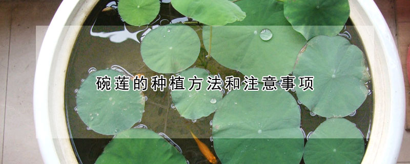 碗蓮的種植方法和注意事項(xiàng)