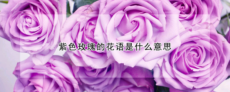 紫色玫瑰的花語是什么意思