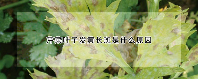 芹菜葉子發黃長斑是什么原因