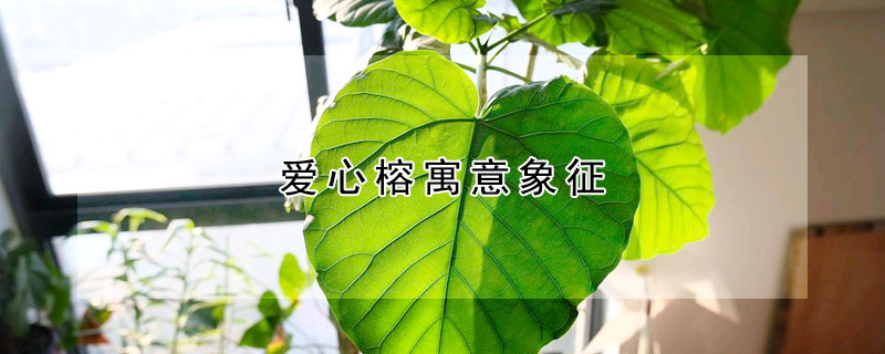 愛心榕寓意象征