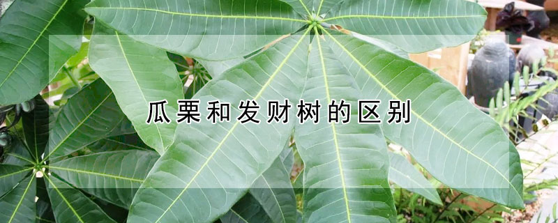 瓜栗和發(fā)財樹的區(qū)別