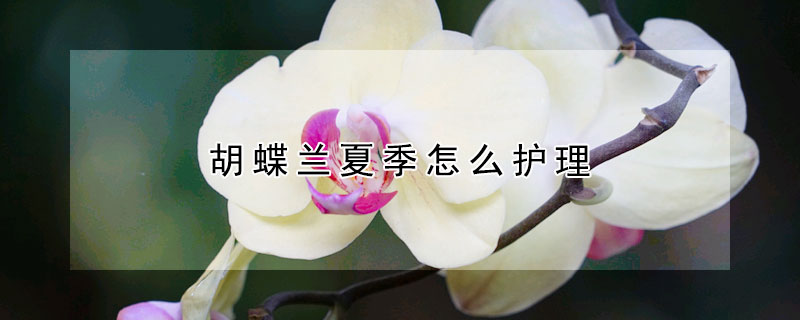 胡蝶蘭夏季怎么護理