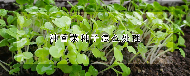 種香菜種子怎么處理