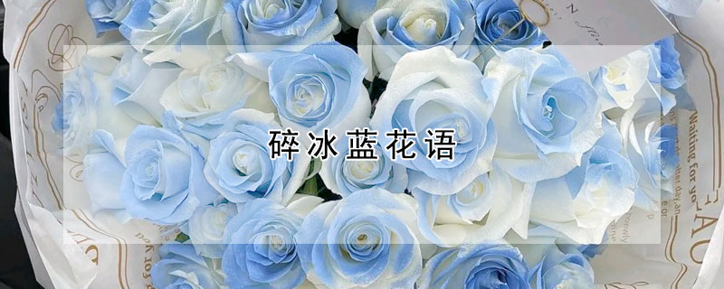 碎冰藍(lán)花語