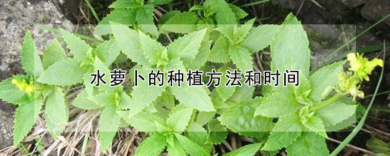 水蘿卜的種植方法和時間