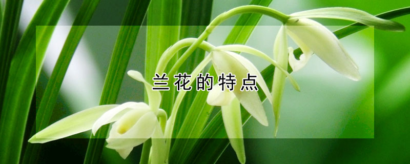 蘭花的特點(diǎn)