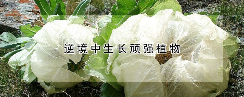 逆境中生長(zhǎng)頑強(qiáng)植物