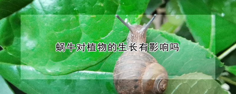 蝸牛對植物的生長有影響嗎