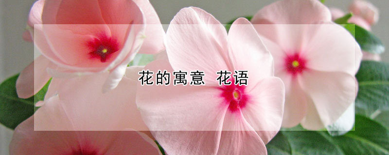 花的寓意 花語