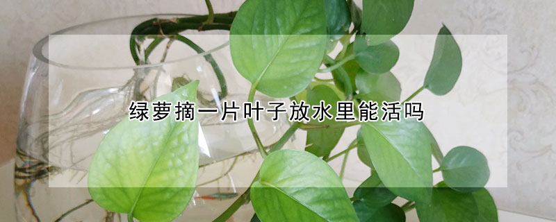 綠蘿摘一片葉子放水里能活嗎