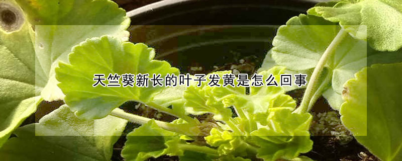 天竺葵新長(zhǎng)的葉子發(fā)黃是怎么回事