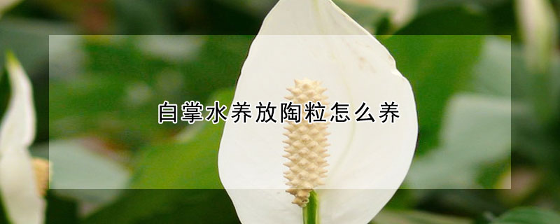 白掌水養(yǎng)放陶粒怎么養(yǎng)