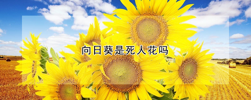 向日葵是死人花嗎