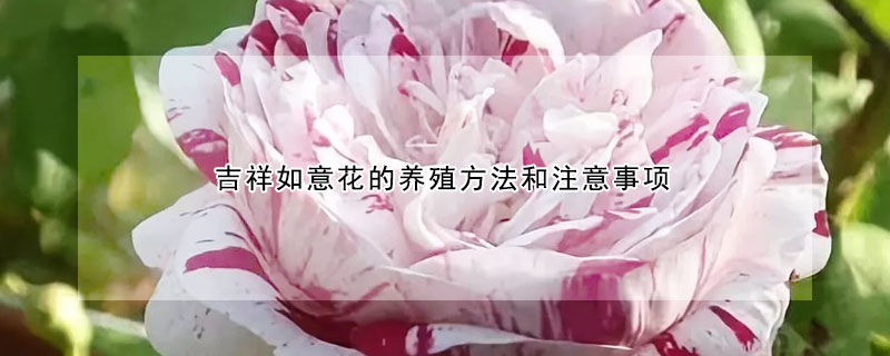 吉祥如意花的養殖方法和注意事項