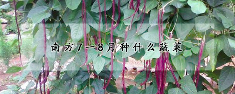 南方7一8月種什么蔬菜