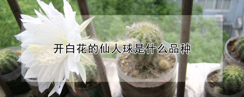 開(kāi)白花的仙人球是什么品種