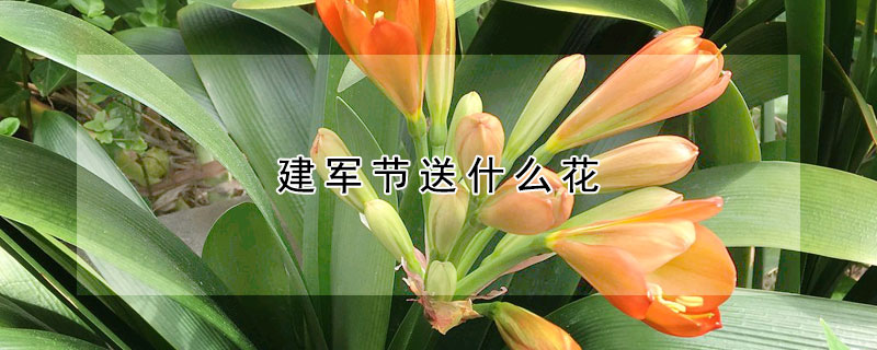 建軍節(jié)送什么花