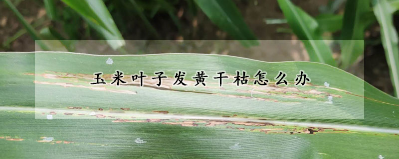 玉米葉子發(fā)黃干枯怎么辦