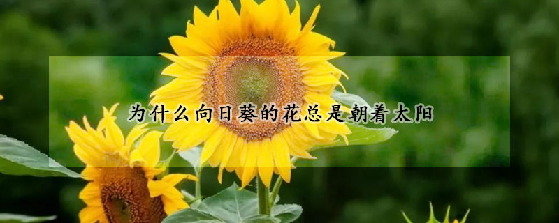 為什么向日葵的花總是朝著太陽