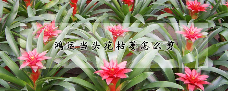 鴻運當頭花枯萎怎么剪