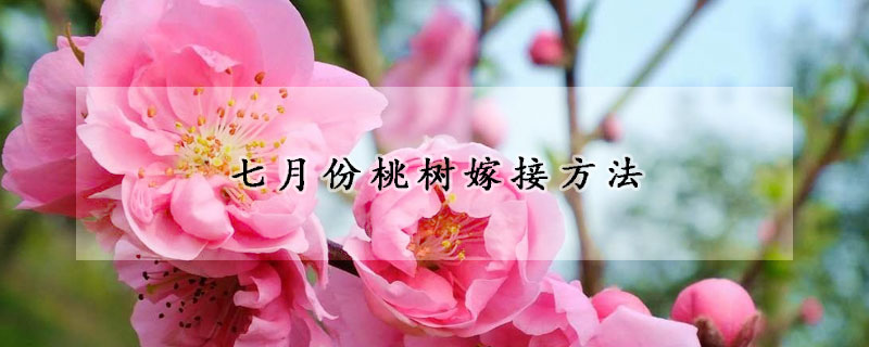 七月份桃樹(shù)嫁接方法