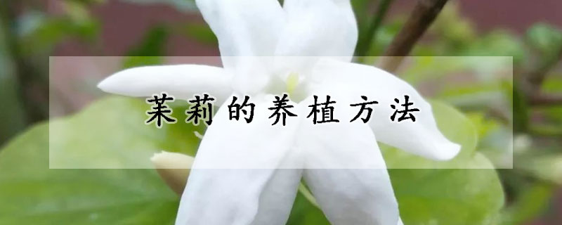 苿莉的養(yǎng)植方法