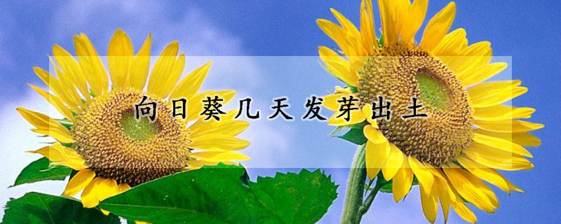 向日葵幾天發(fā)芽出土