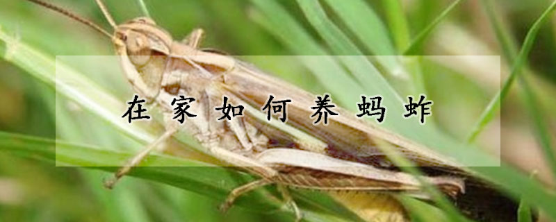 在家如何養(yǎng)螞蚱