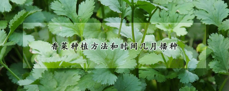 香菜種植方法和時間幾月播種