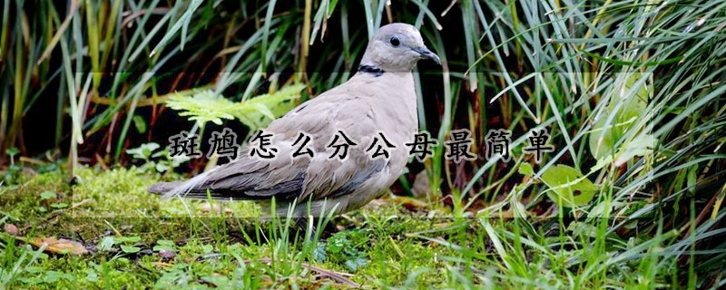 斑鳩怎么分公母最簡單